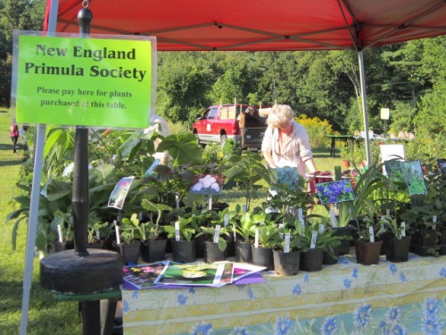 I was representing the New England Primula Society again